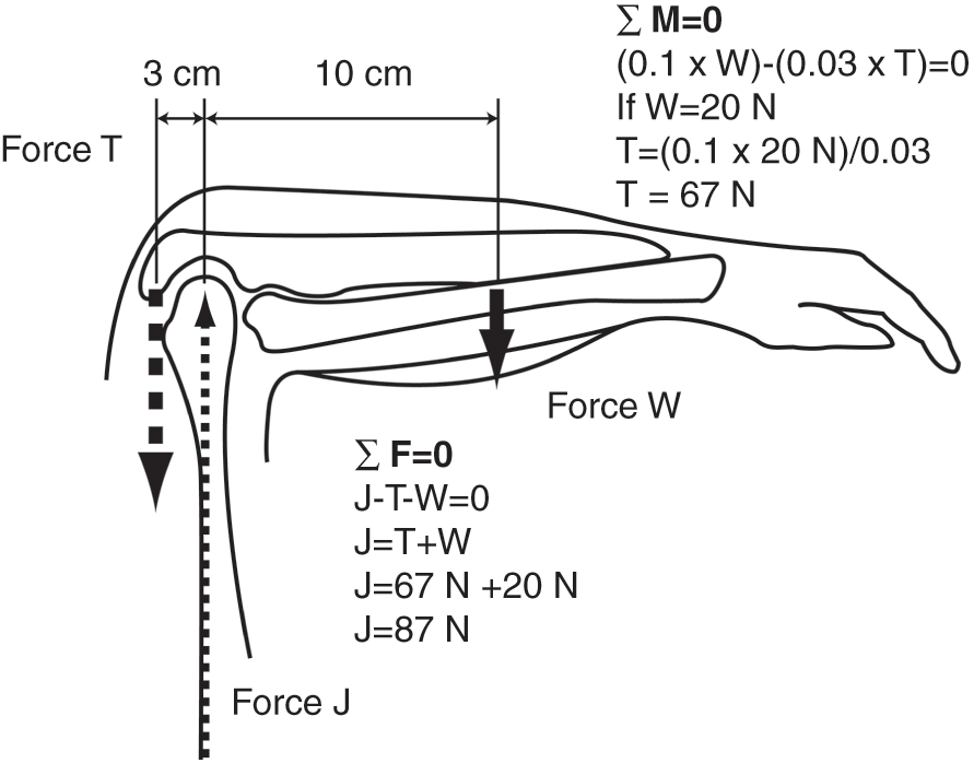 Biomechanics Chapter 26 Postgraduate Orthopaedics