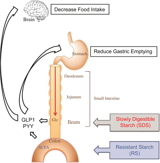 Review: Effects of fibre, grain starch digestion rate and the ileal ...