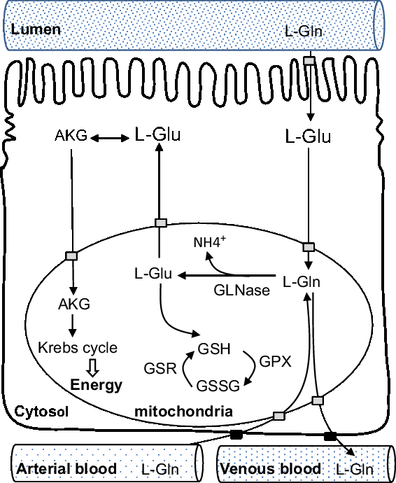 Glutamine - Functions & Uses, Structure of Glutamine