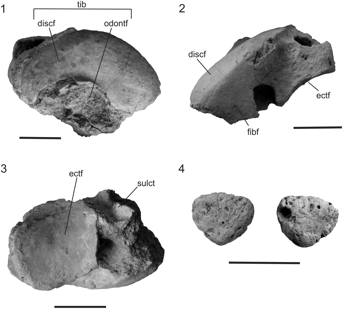 New records of Neogene Xenarthra (Mammalia) from eastern Puna (Argentina):  diversity and biochronology | Journal of Paleontology | Cambridge Core