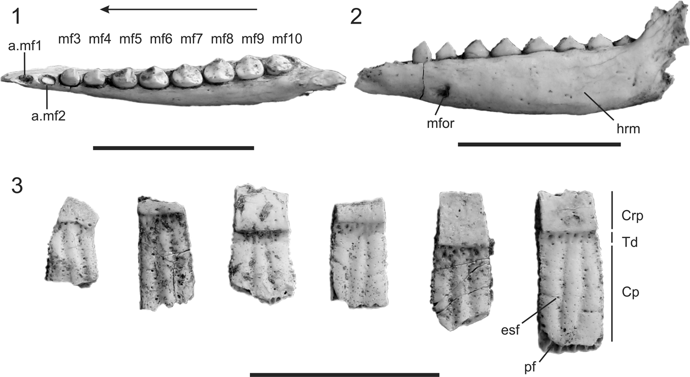 New records of Neogene Xenarthra (Mammalia) from eastern Puna (Argentina):  diversity and biochronology | Journal of Paleontology | Cambridge Core