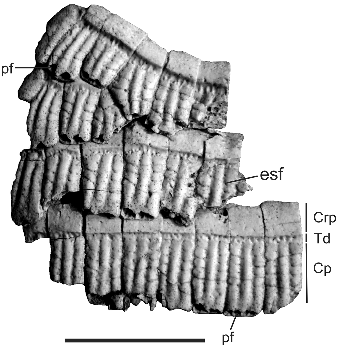 New records of Neogene Xenarthra (Mammalia) from eastern Puna (Argentina):  diversity and biochronology | Journal of Paleontology | Cambridge Core