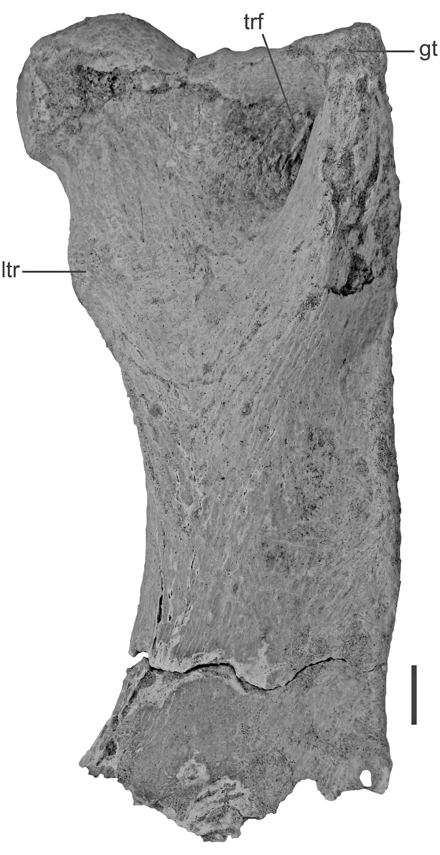 New records of Neogene Xenarthra (Mammalia) from eastern Puna (Argentina):  diversity and biochronology | Journal of Paleontology | Cambridge Core