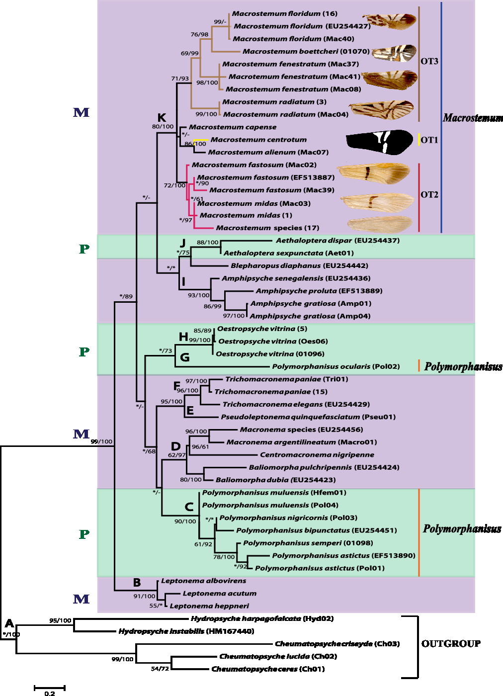 Phylogeny Of Macronematinae (Trichoptera: Hydropsychidae) Based On ...