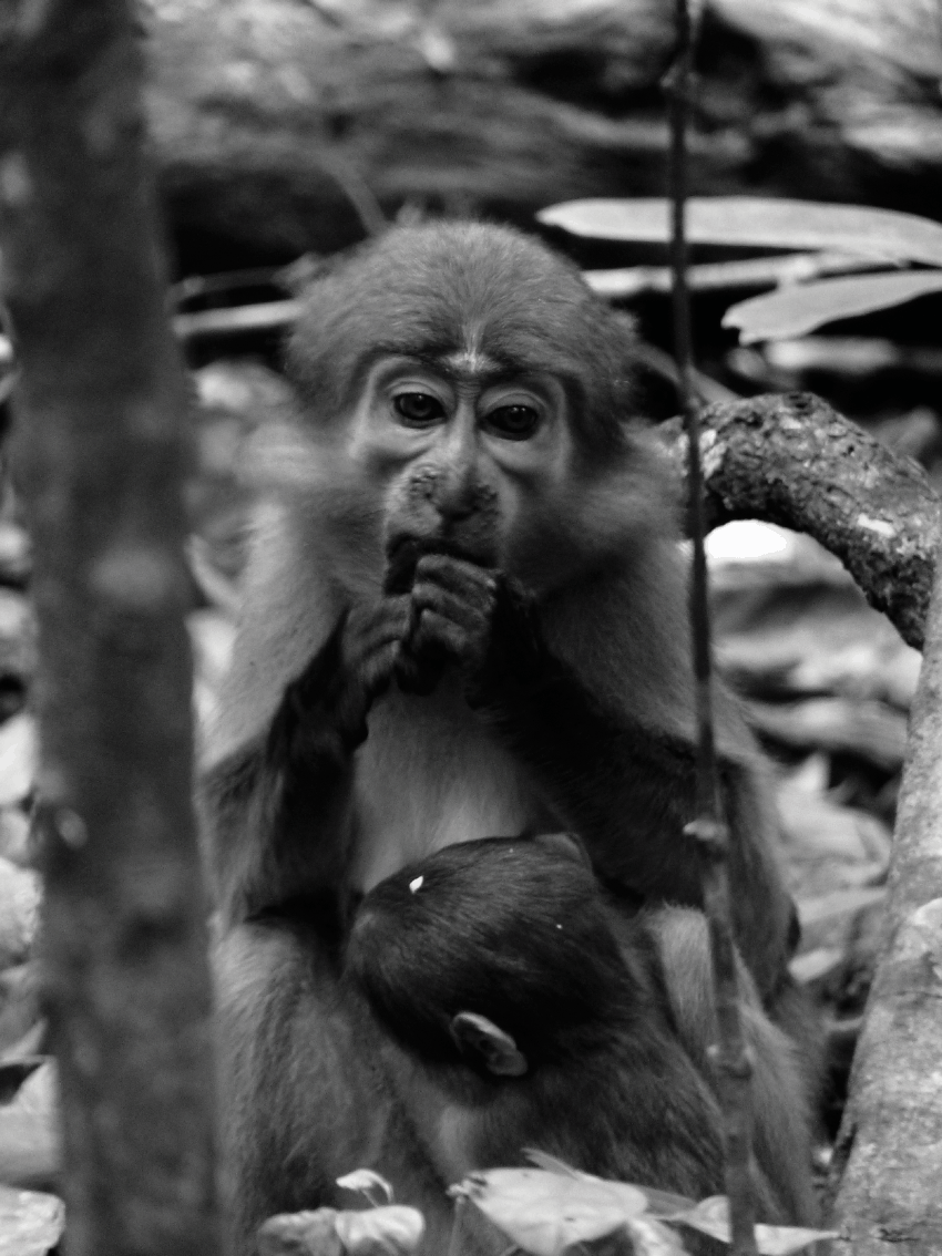 Do not feed the monkeys walkthrough Do not feed the monkeys walkthrough