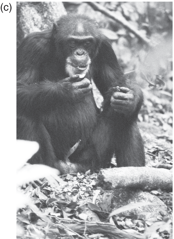 My Life With The Chimpanzees Answer Key Pdf