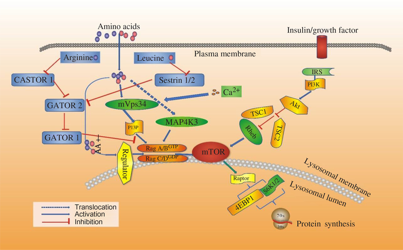 Molecular Mechanisms Relating To Amino Acid Regulation Of Protein ...