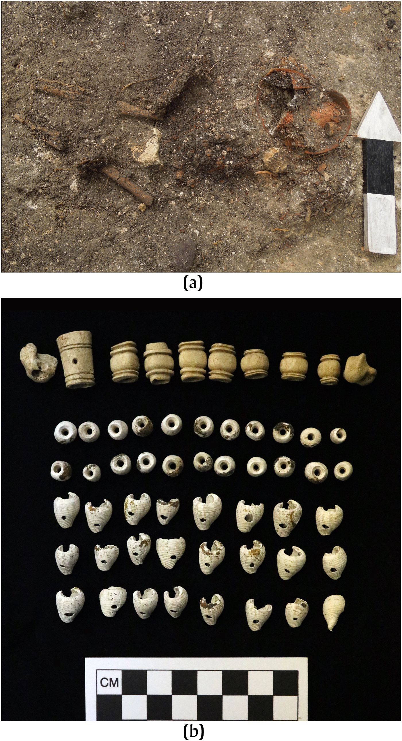 Oldest Known Shell Beads  The Smithsonian Institution's Human