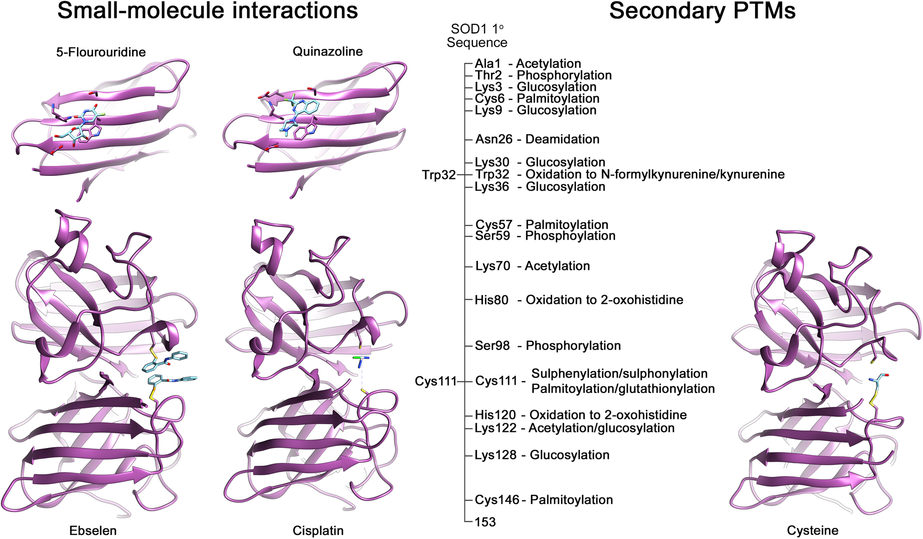 The biophysics of superoxide dismutase-1 and amyotrophic lateral 