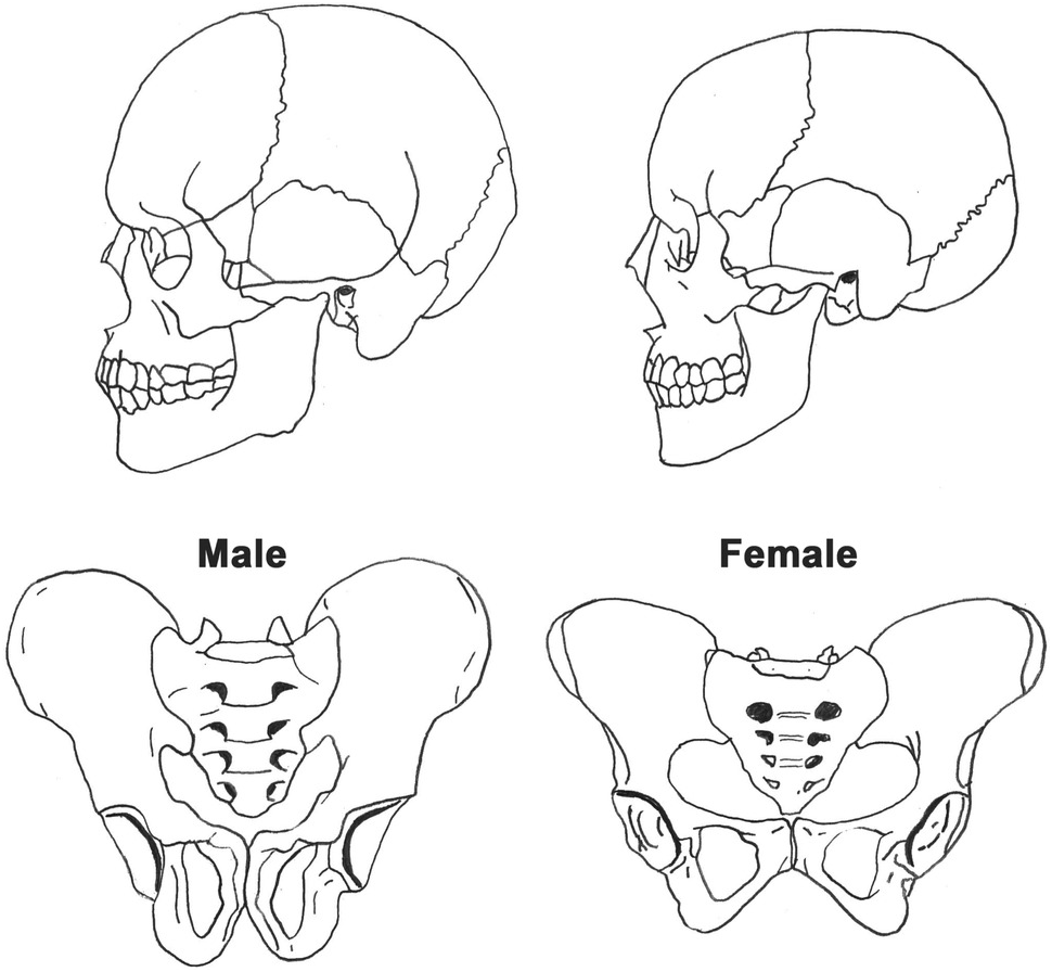 Stature estimation study based on pelvic and sacral morphometric among  Malaysian population, Bulletin of the National Research Centre