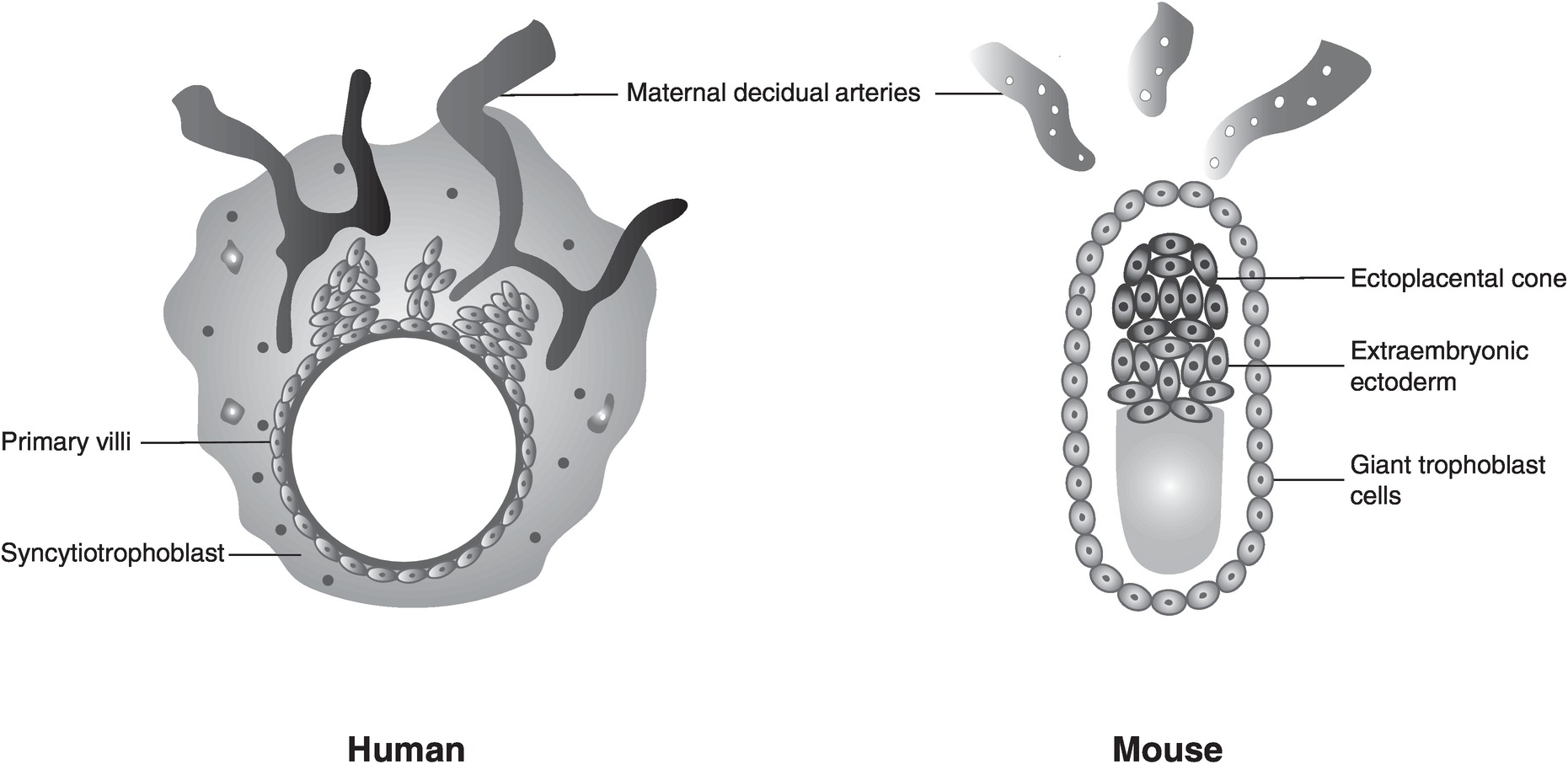 246 Fertilization And Early Embryonic Development Behind The Paper: