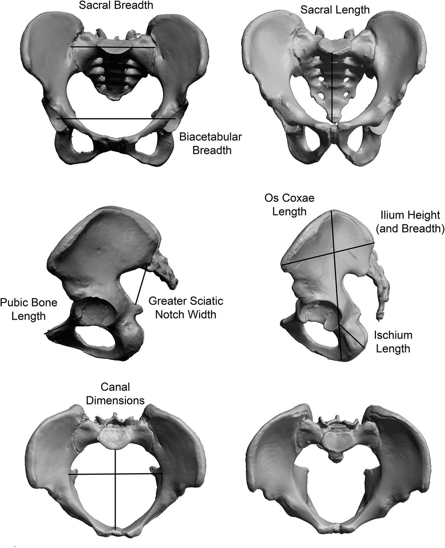 Pelvis Anatomy (Chapter 1) - The Evolutionary Biology Of The Human Pelvis