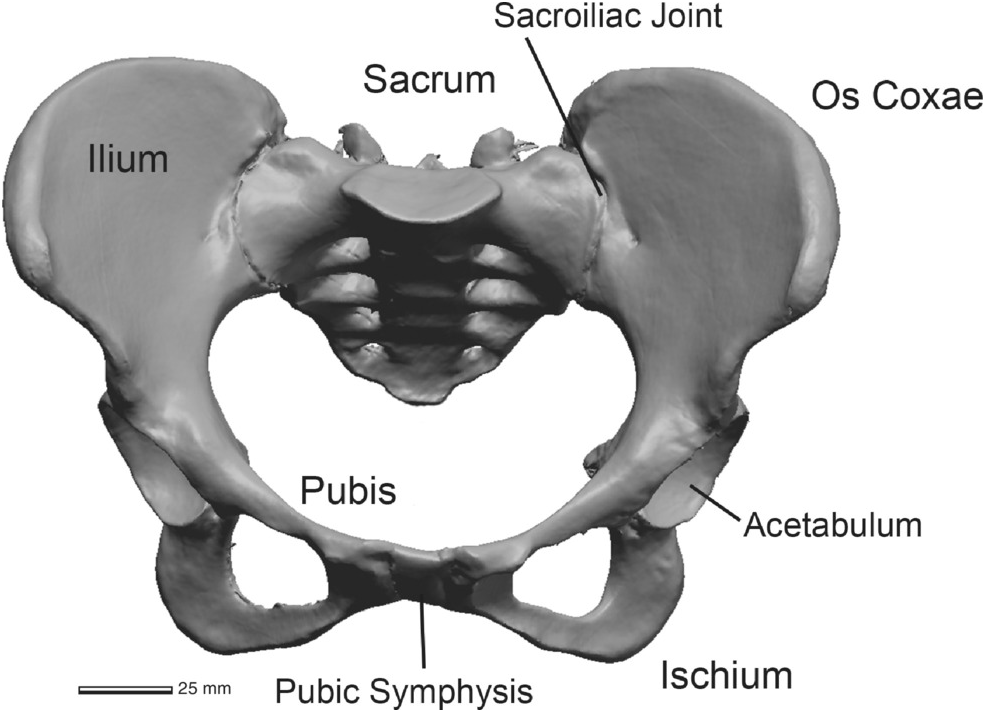 Pelvis Anatomy Chapter 1 The Evolutionary Biology Of The Human Pelvis 