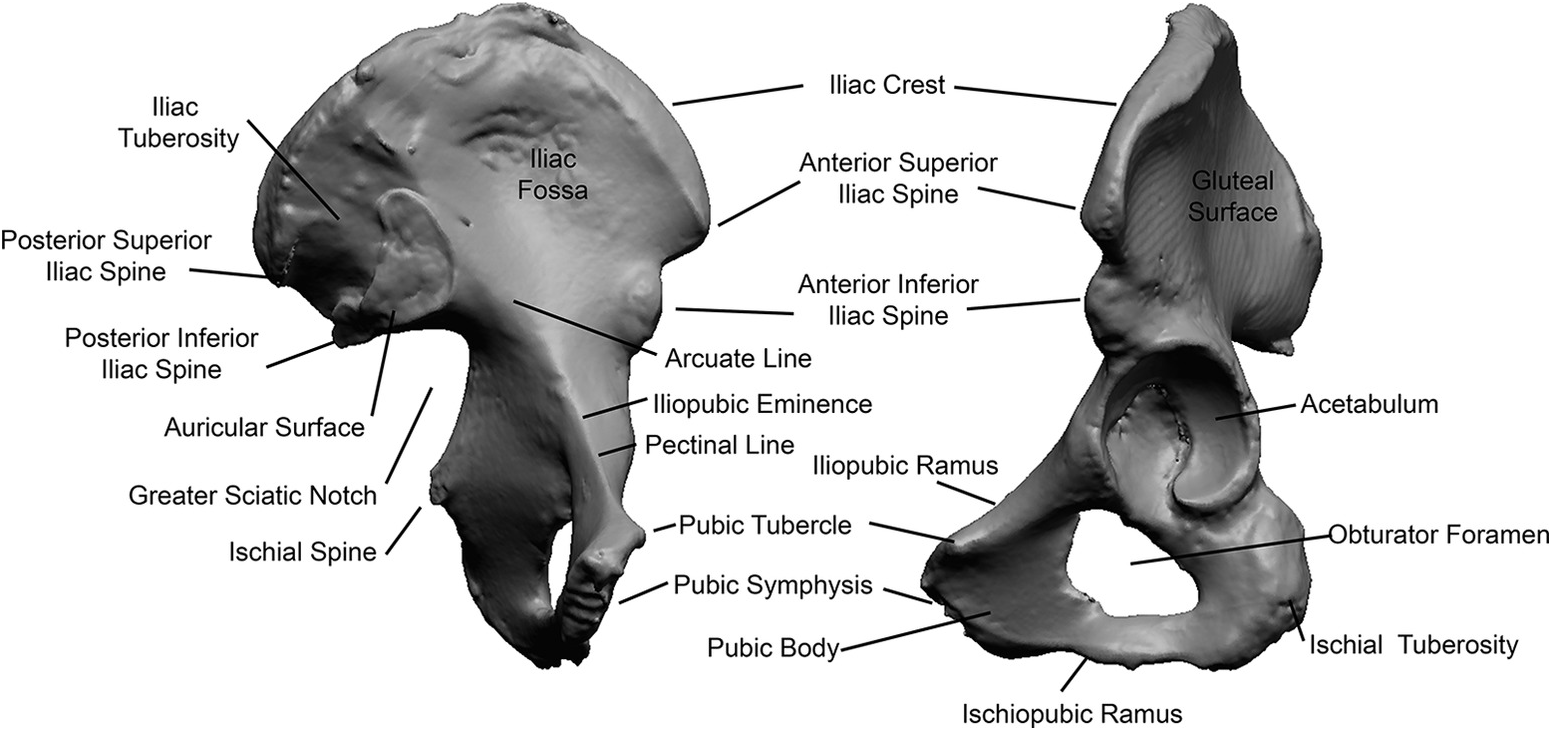 Pelvis Anatomy (Chapter 1) - The Evolutionary Biology of the Human Pelvis