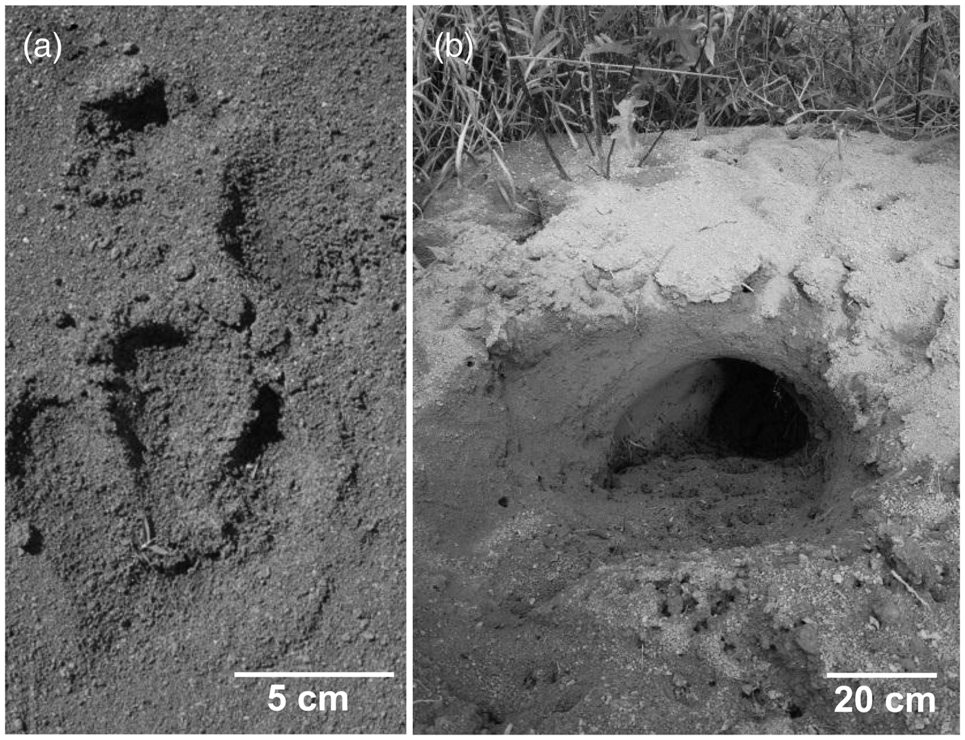 Regionally extinct species rediscovered: the bush dog Speothos venaticus in  Minas Gerais, south-eastern Brazil, Oryx