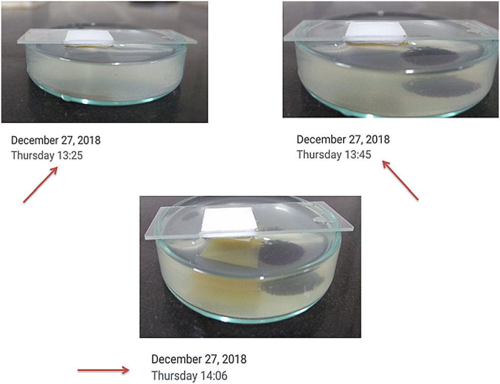 Fabrication Of Eggshell Membrane–based Novel Buccal Mucosa–mimetic ...