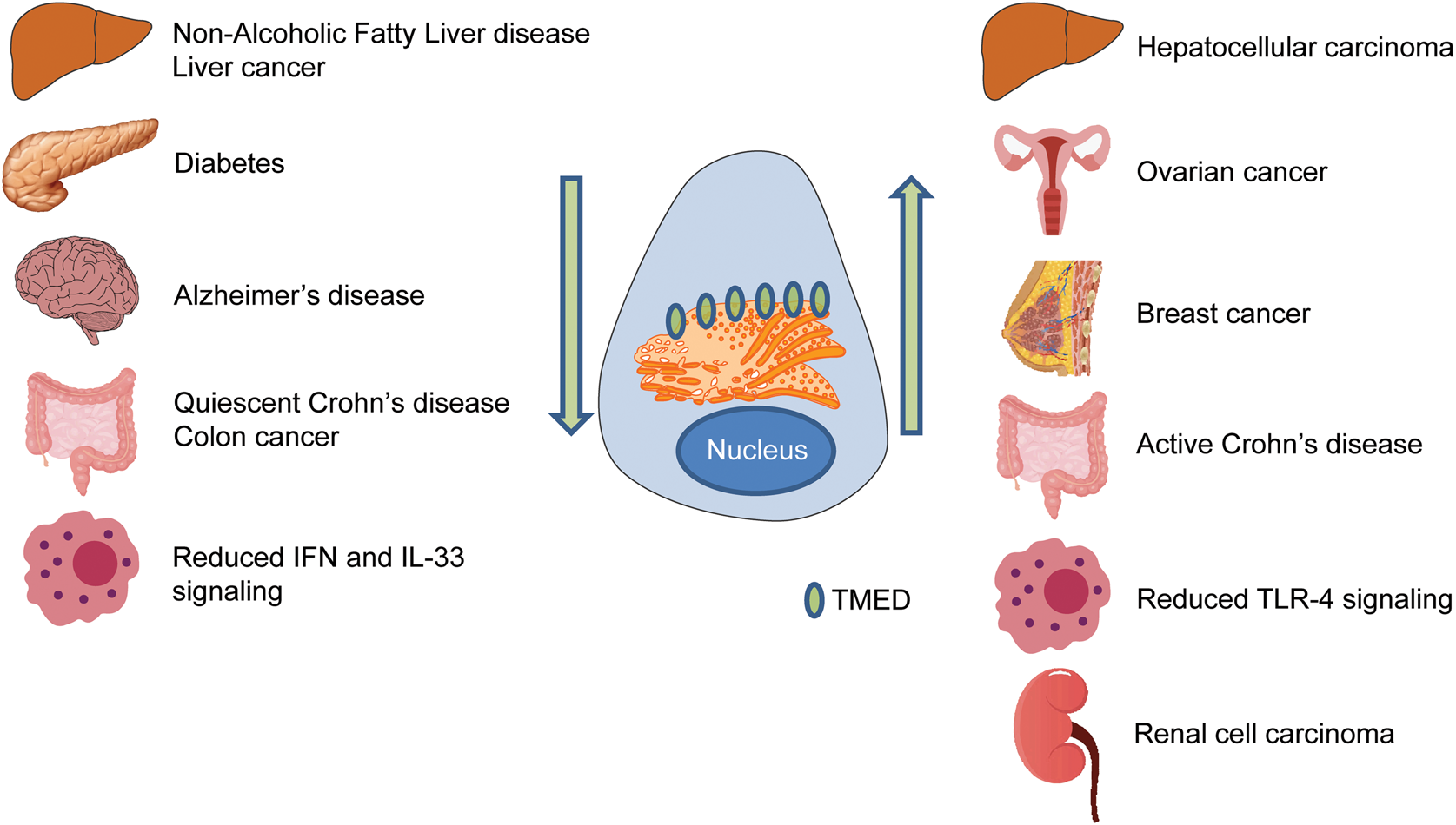 Transmembrane emp24 domain proteins in development and disease ...