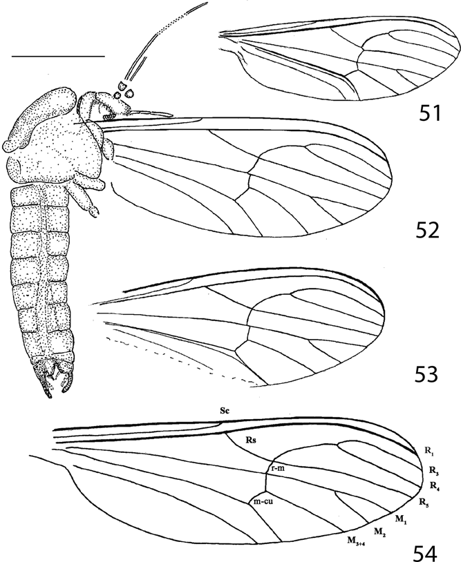 True flies (Insecta: Diptera) from the late Eocene insect