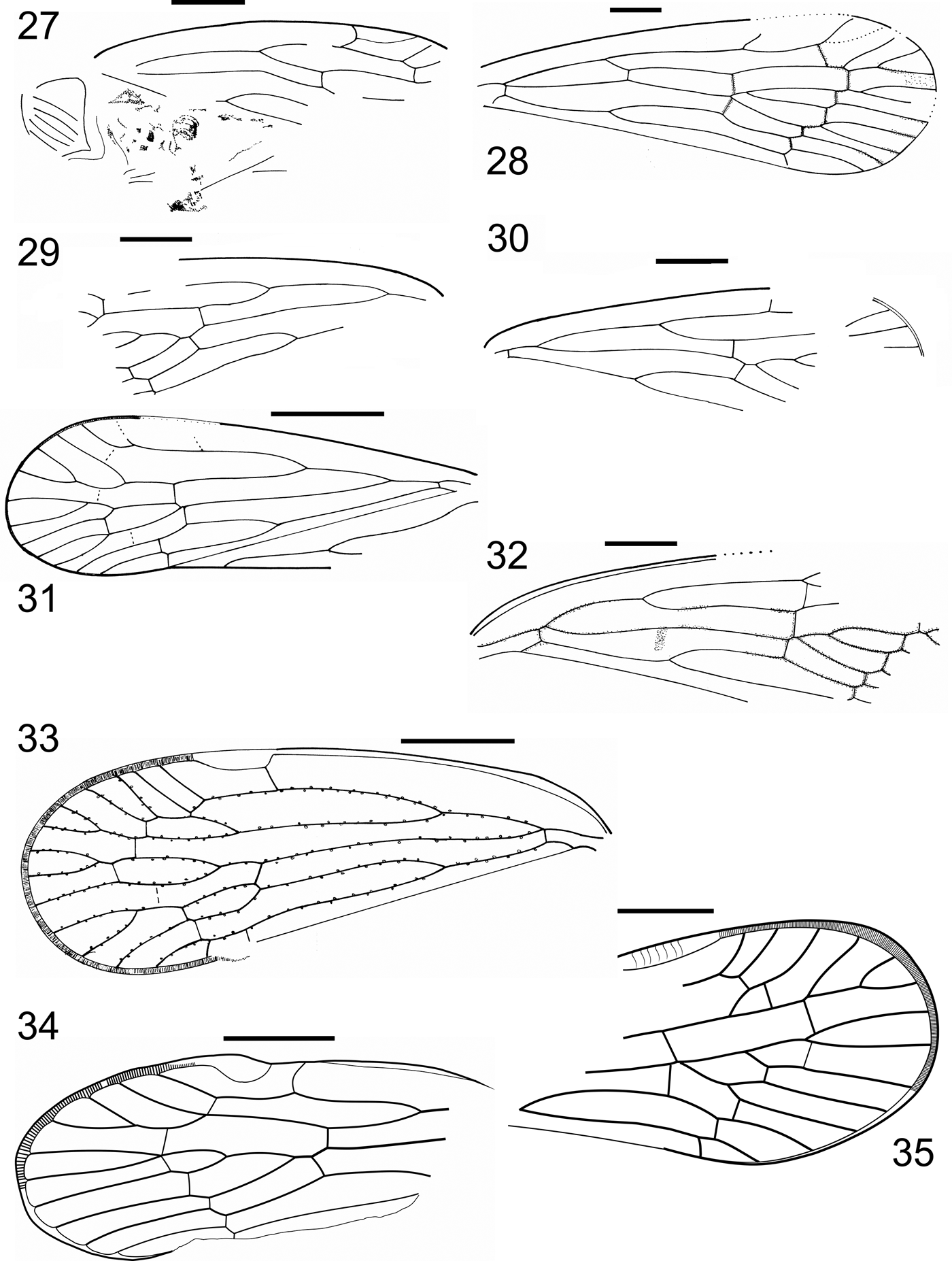 Aphids True Hoppers Jumping Plant Lice Scale Insects True Bugs And Whiteflies Insecta Hemiptera From The Insect Limestone Latest Eocene Of The Isle Of Wight Uk Earth And Environmental Science Transactions Of