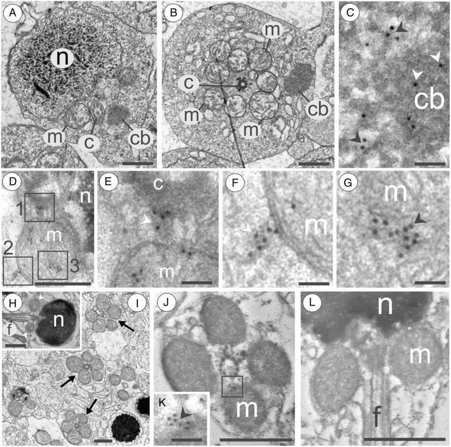 PDF) A light- and electron microscopic study of primordial germ cells in  the zebra fish (Danio rerio)