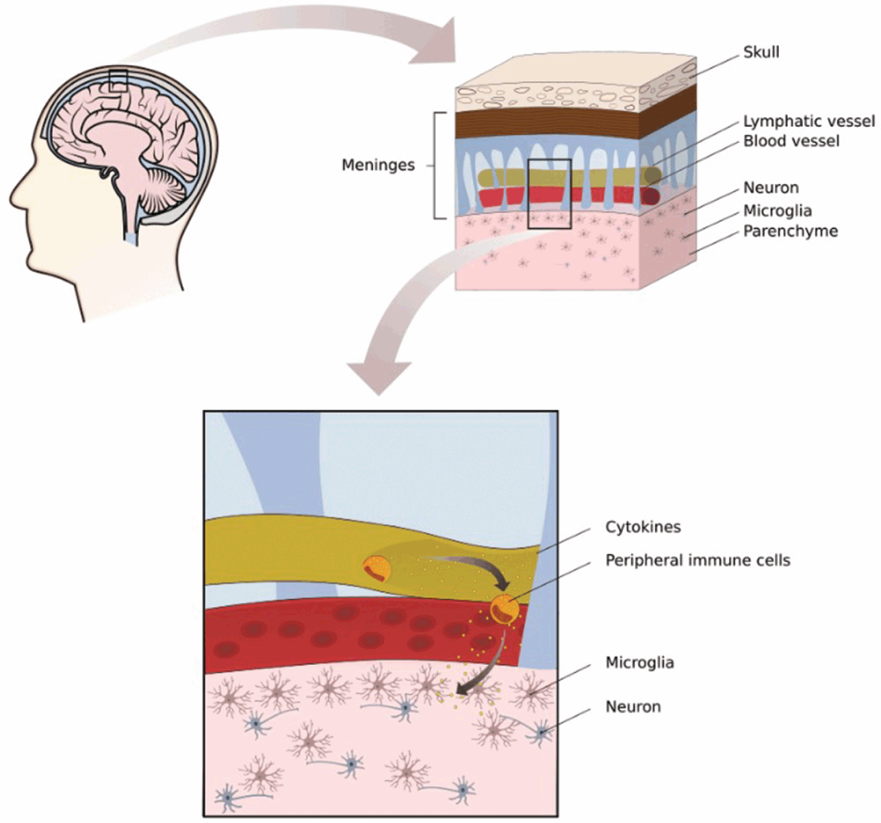 Philosophy of Immunology