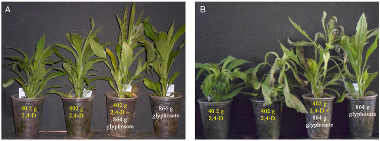 Rapid Necrosis A Novel Plant Resistance Mechanism To 2 4 D Weed Science Cambridge Core