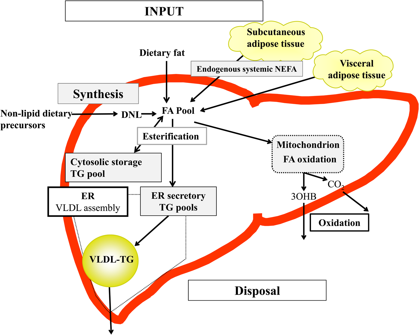 The Influence Of Dietary Fatty Acids On Liver Fat Content And Metabolism Proceedings Of The