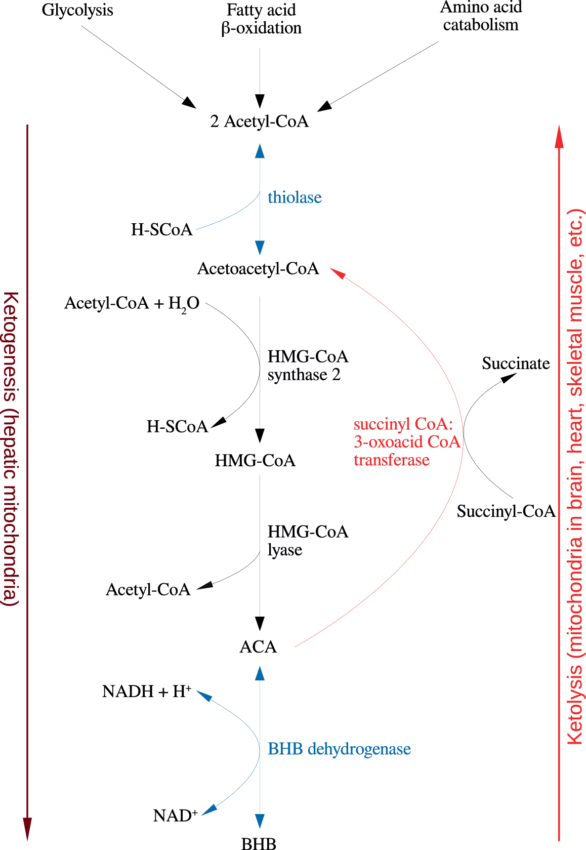 Nutritional Ketosis As An Intervention To Relieve Astrogliosis ...