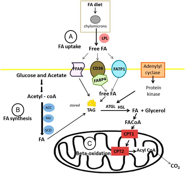 Review: Nutrigenomics of marbling and fatty acid profile in ruminant ...