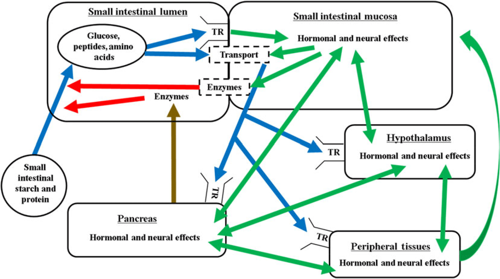 Review Nutritional Regulation Of Intestinal Starch And Protein Assimilation In Ruminants 8269