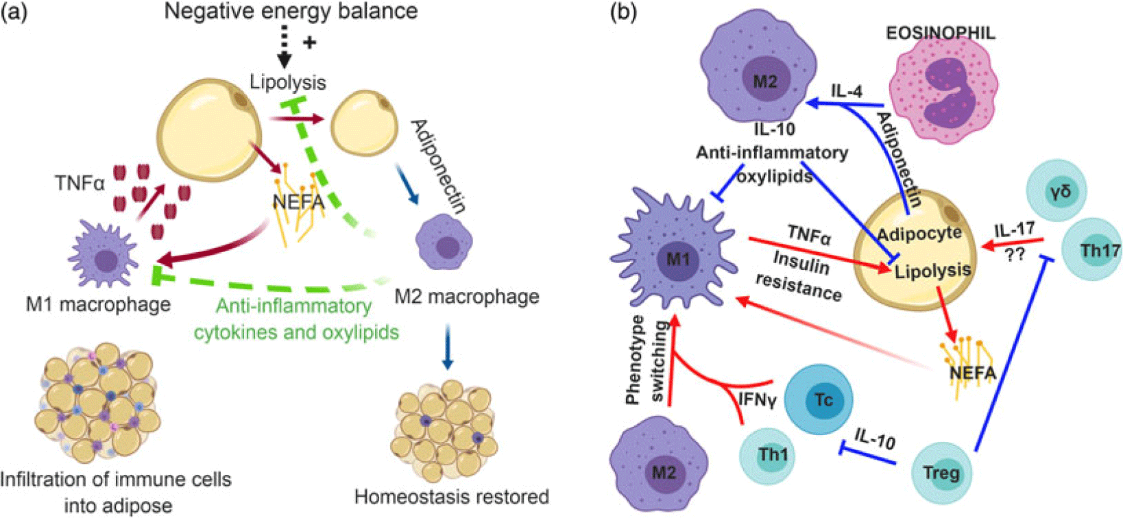 Review: Following the smoke signals: inflammatory signaling in ...