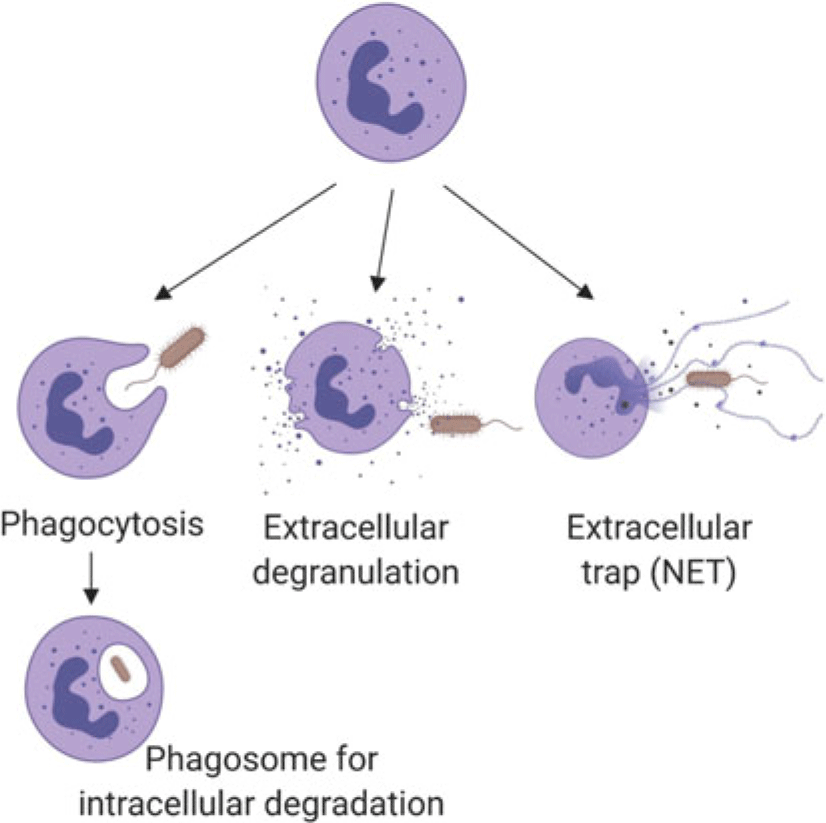 Neutrophils Function