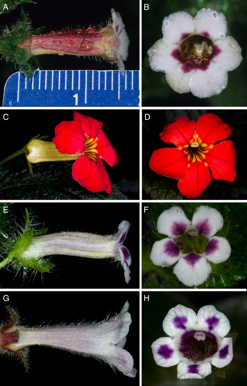 A NEW SPECIES OF DIASTEMA (GESNERIACEAE) FROM THE EASTERN ANDEAN