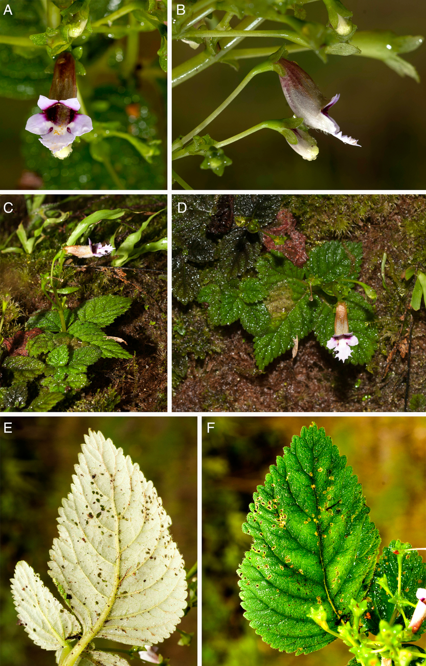 A NEW SPECIES OF DIASTEMA (GESNERIACEAE) FROM THE EASTERN ANDEAN SLOPES ...