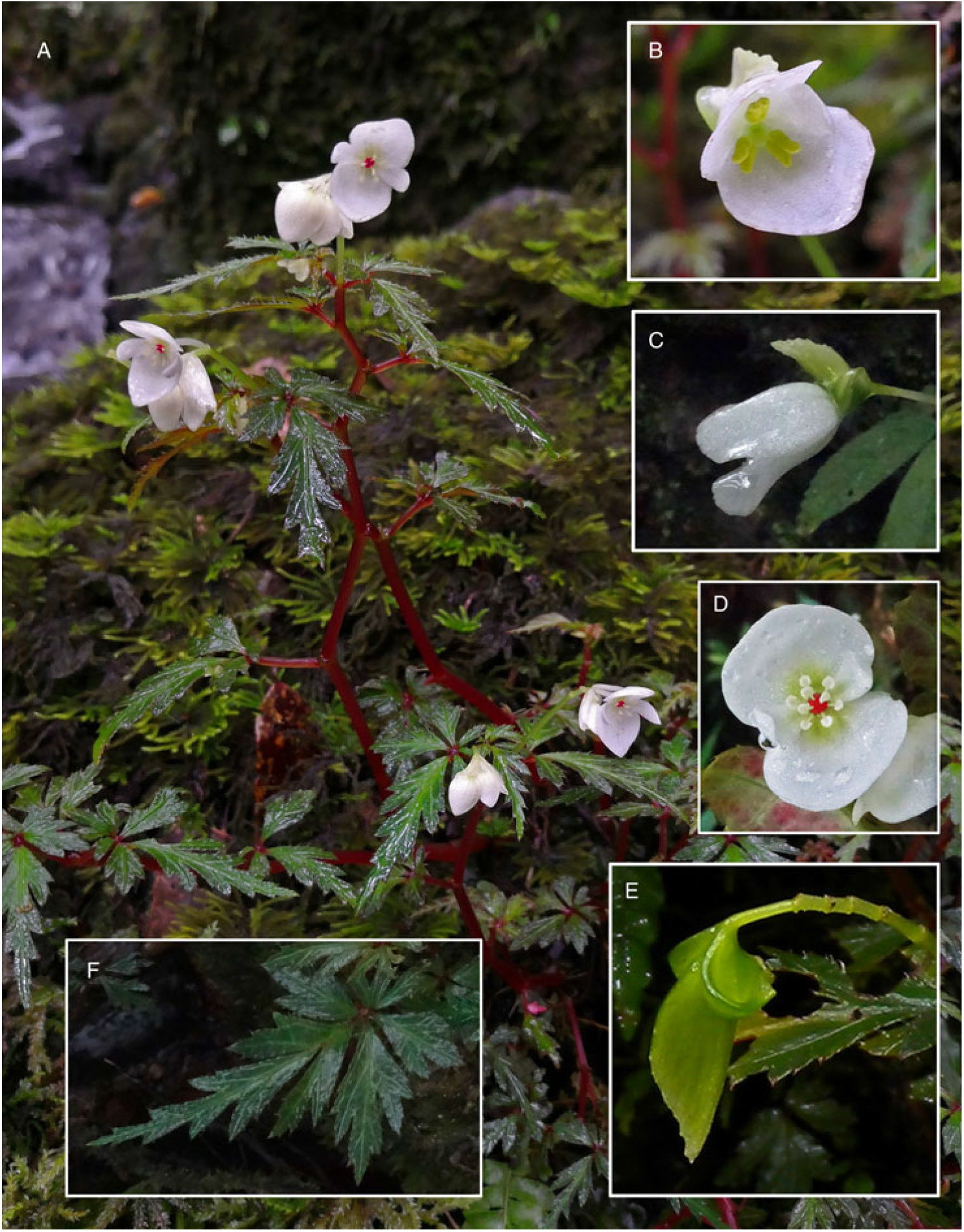 BEGONIA MAGUNIANA (BEGONIACEAE, BEGONIA SECT. OLIGANDRAE), A NEW SPECIES  FROM NEW GUINEA | Edinburgh Journal of Botany | Cambridge Core