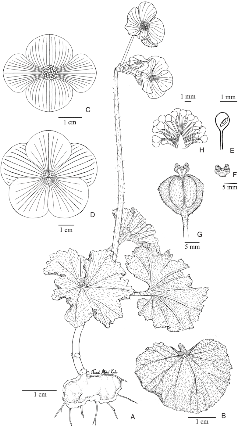 A TAXONOMIC REVISION OF BEGONIA VEITCHII (BEGONIACEAE) | Edinburgh Journal  of Botany | Cambridge Core