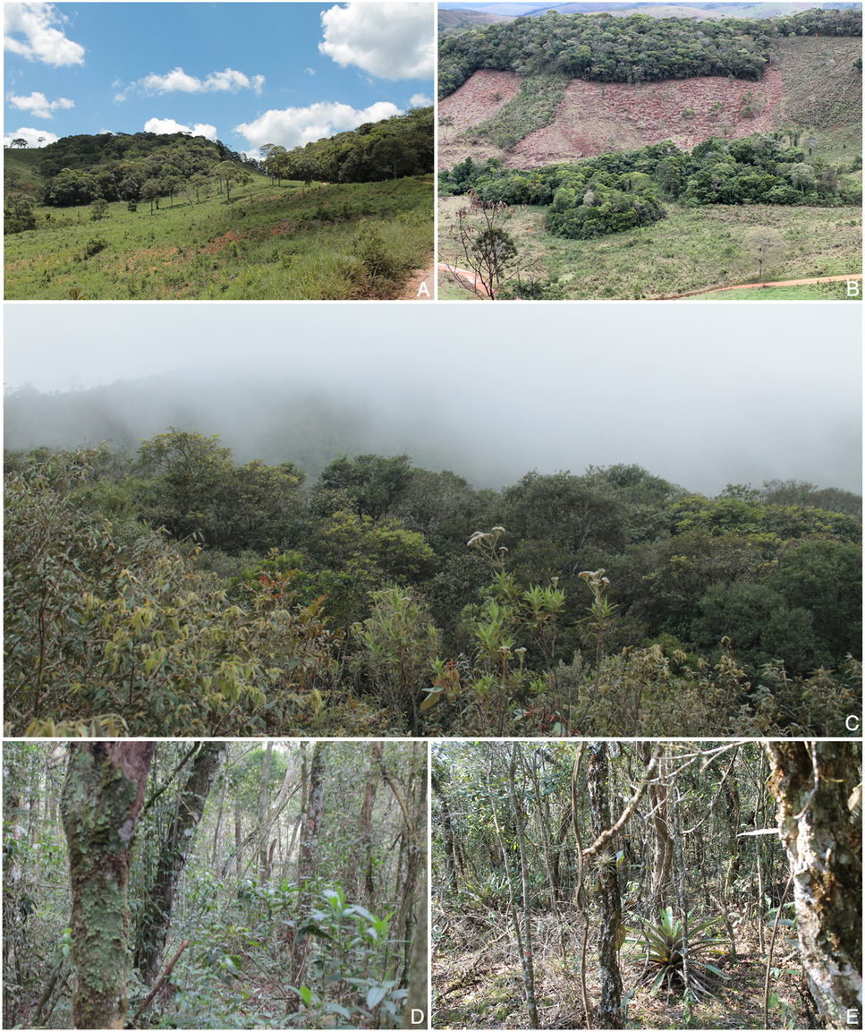 PDF) Vascular epiphytic community along elevational zone in sub-tropical  forest ecosystem