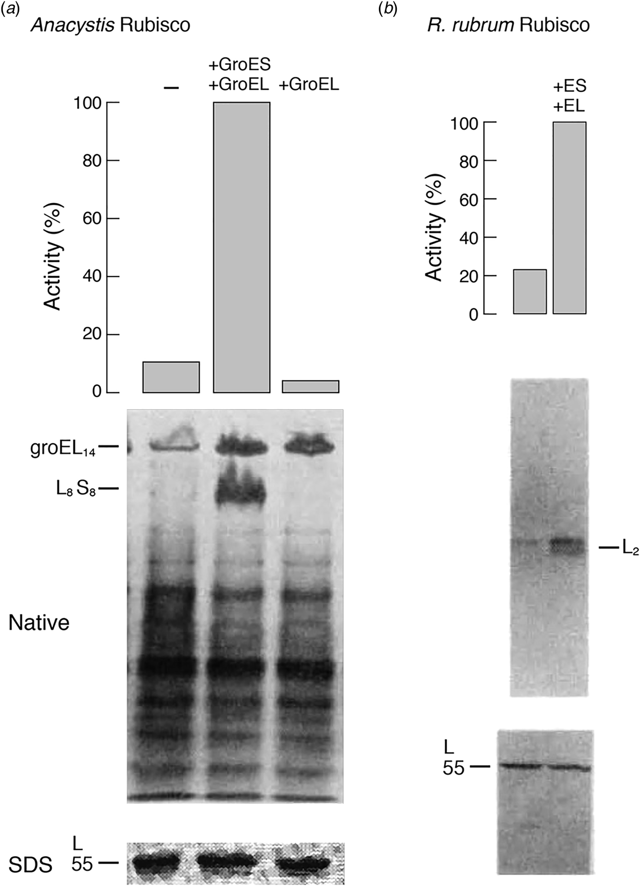 Chaperonin Assisted Protein Folding A Chronologue Quarterly Reviews Of Biophysics Cambridge Core