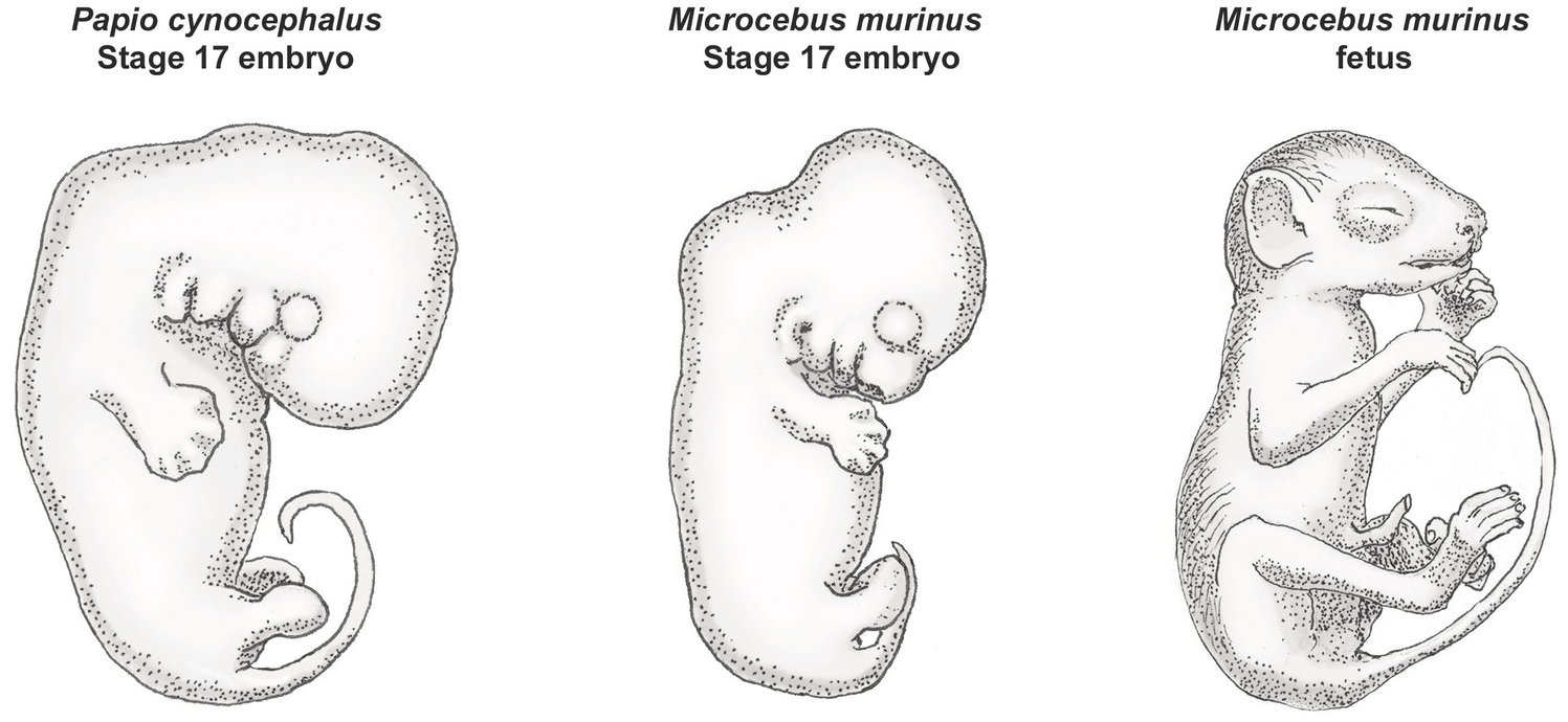 gorilla embryo
