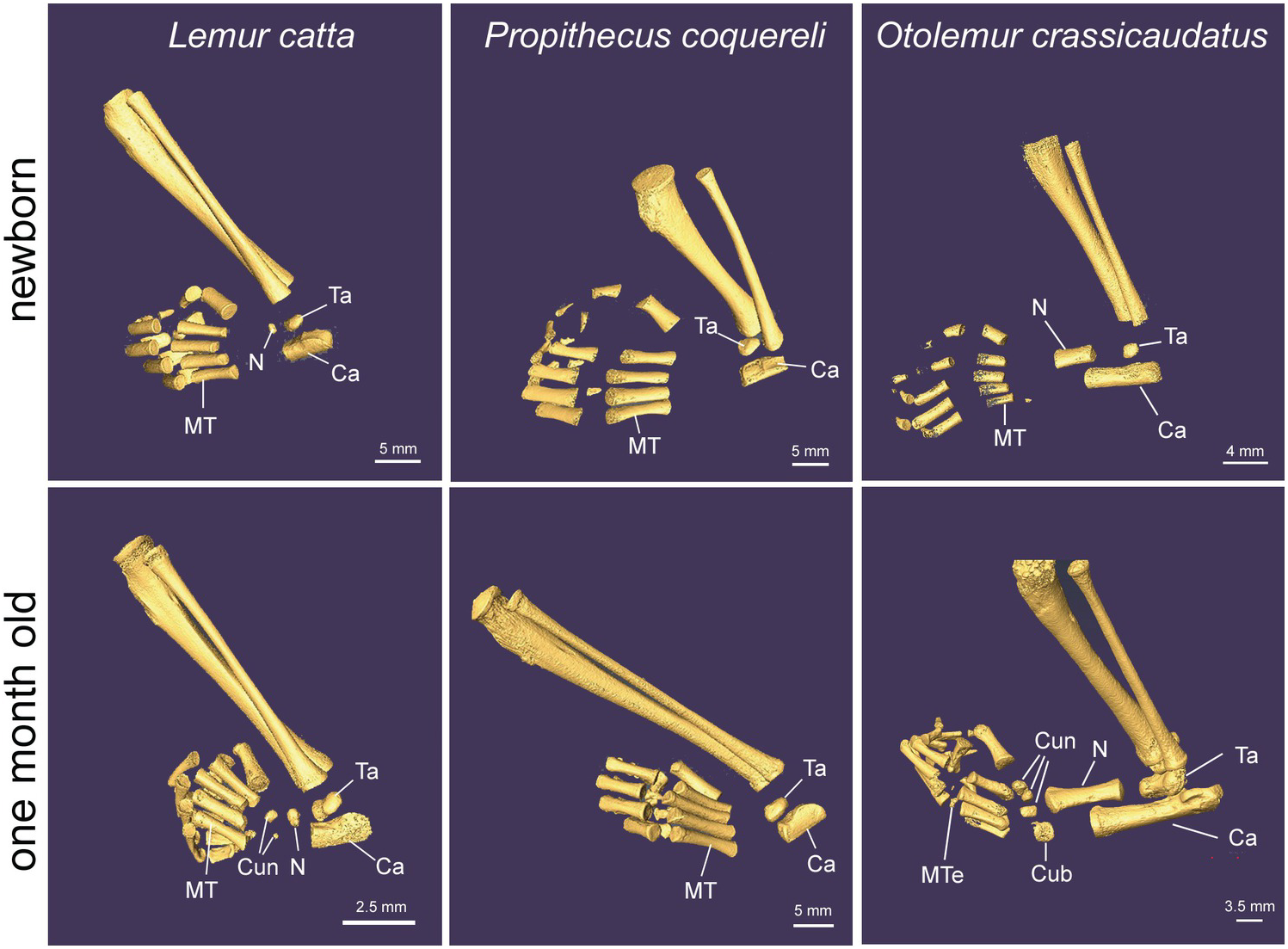 The Pelvic Girdle and Hindlimb Skeleton (Chapter 8) - Skeletal