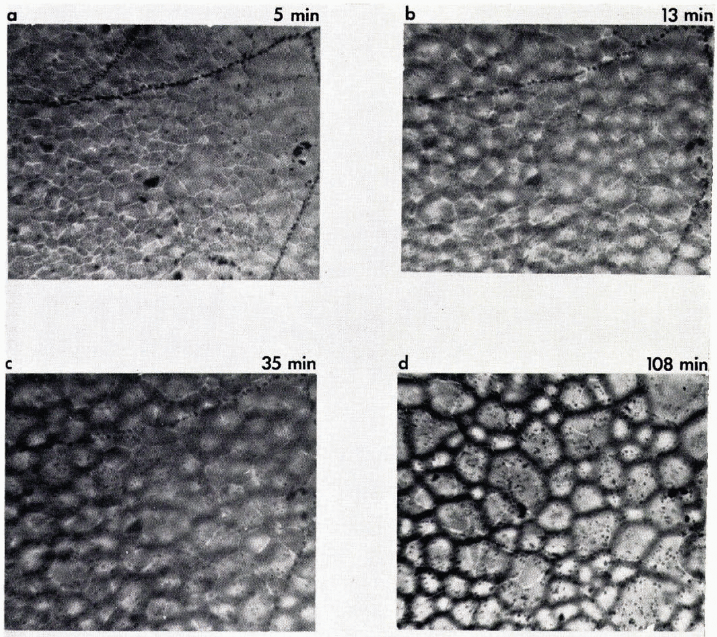 Nucleation And Growth Of Bubbles At An Ice Water Interface Journal Of Glaciology Cambridge Core