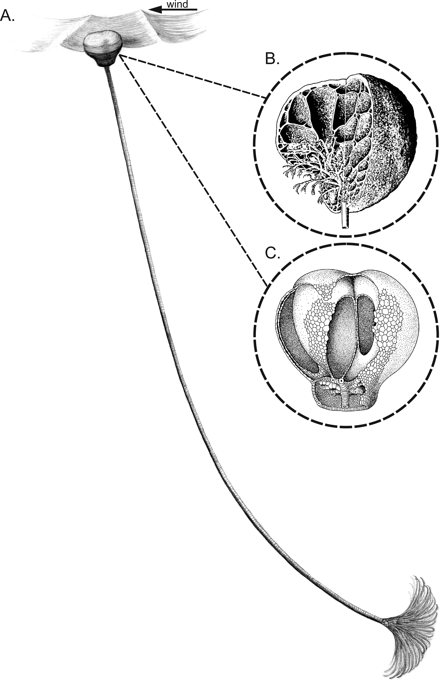 Very wide set and shallow (32A depth), with a larger root base