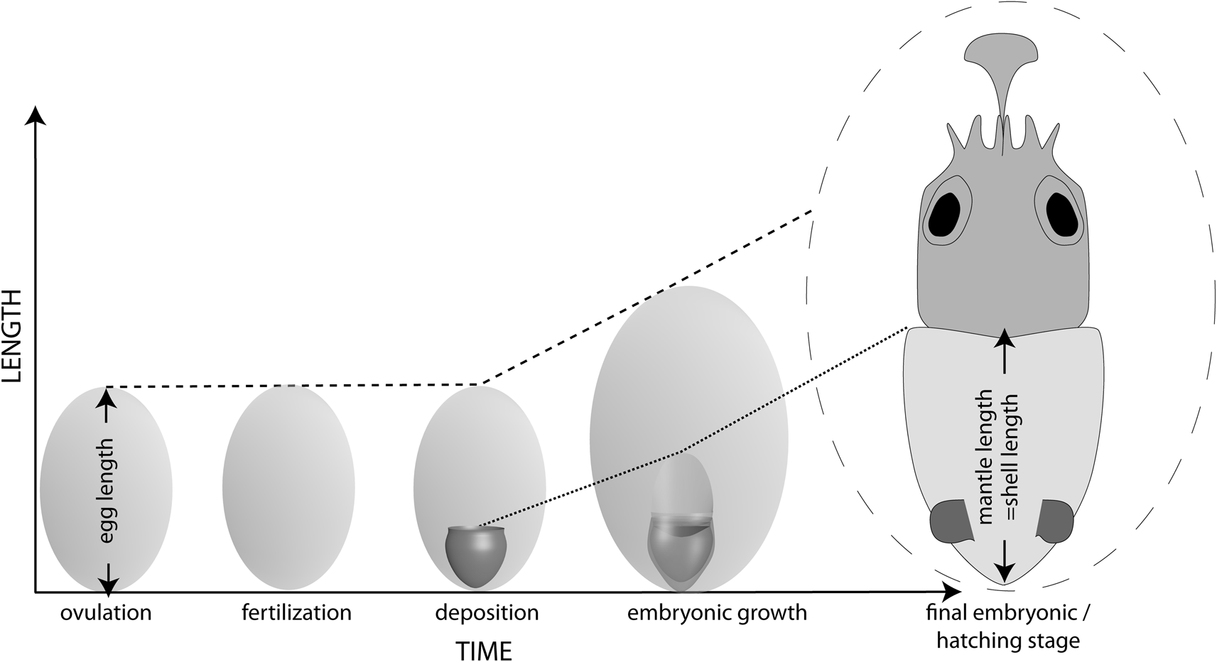 Comparison of the morphologies of adult and embryonic shells of Sepia