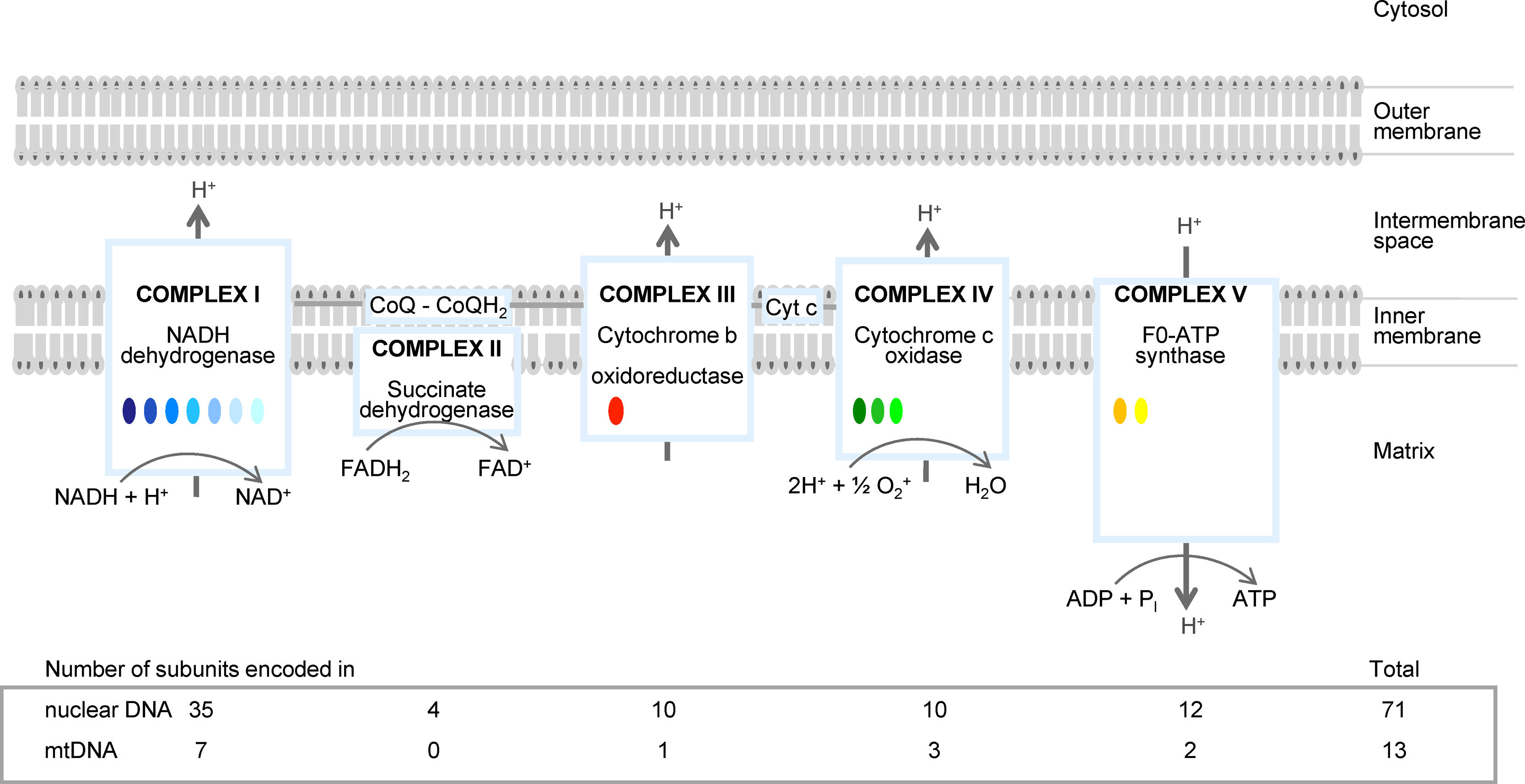 Mitochondrial Dna Mtdna And Schizophrenia European Psychiatry Cambridge Core