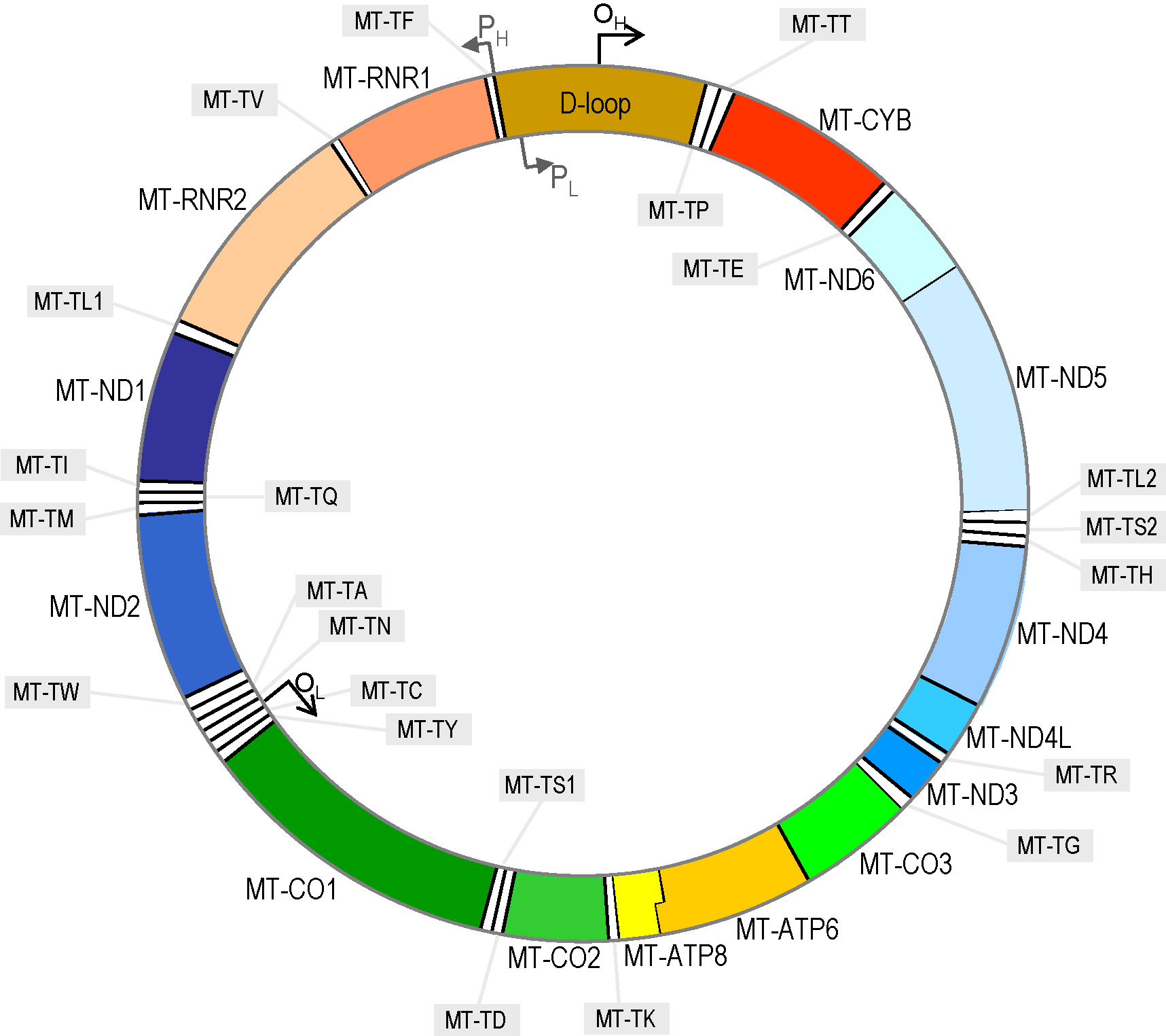 mitochondrial dna mtdna and