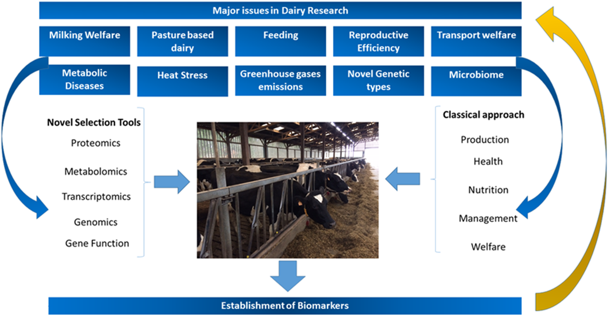 Biomarkers of fitness and welfare in dairy cattle: healthy productivity |  Journal of Dairy Research | Cambridge Core