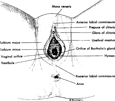 Coming to Understand Orgasm and the Epistemology of Ignorance