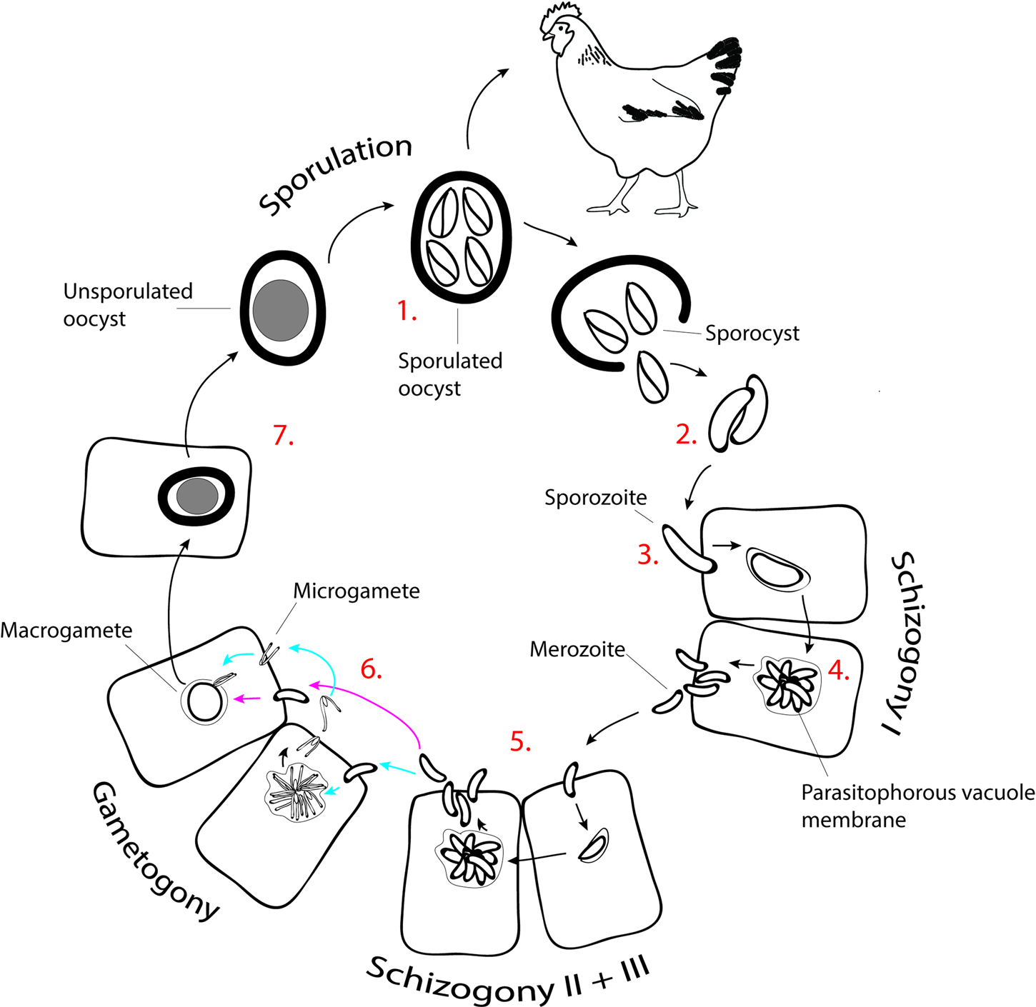 Life Cycle Stages, Specific Organelles And Invasion Mechanisms Of ...