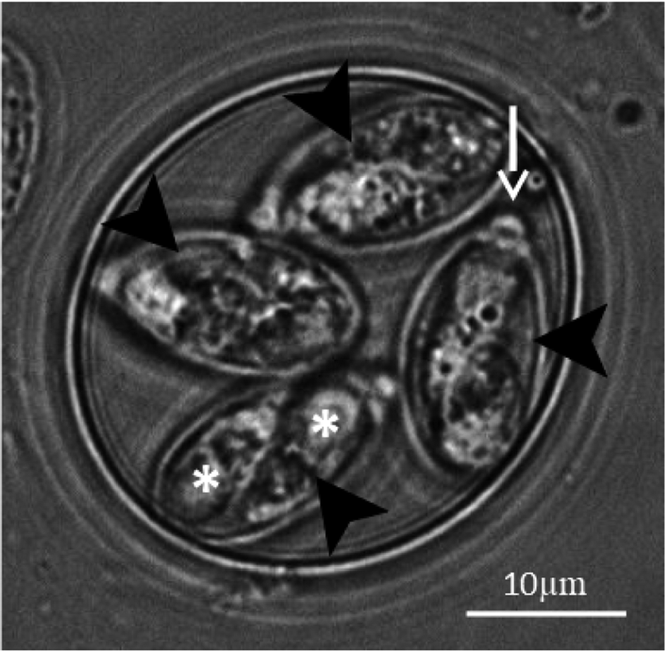 Life Cycle Stages Specific Organelles And Invasion Mechanisms Of Eimeria Species Parasitology Cambridge Core