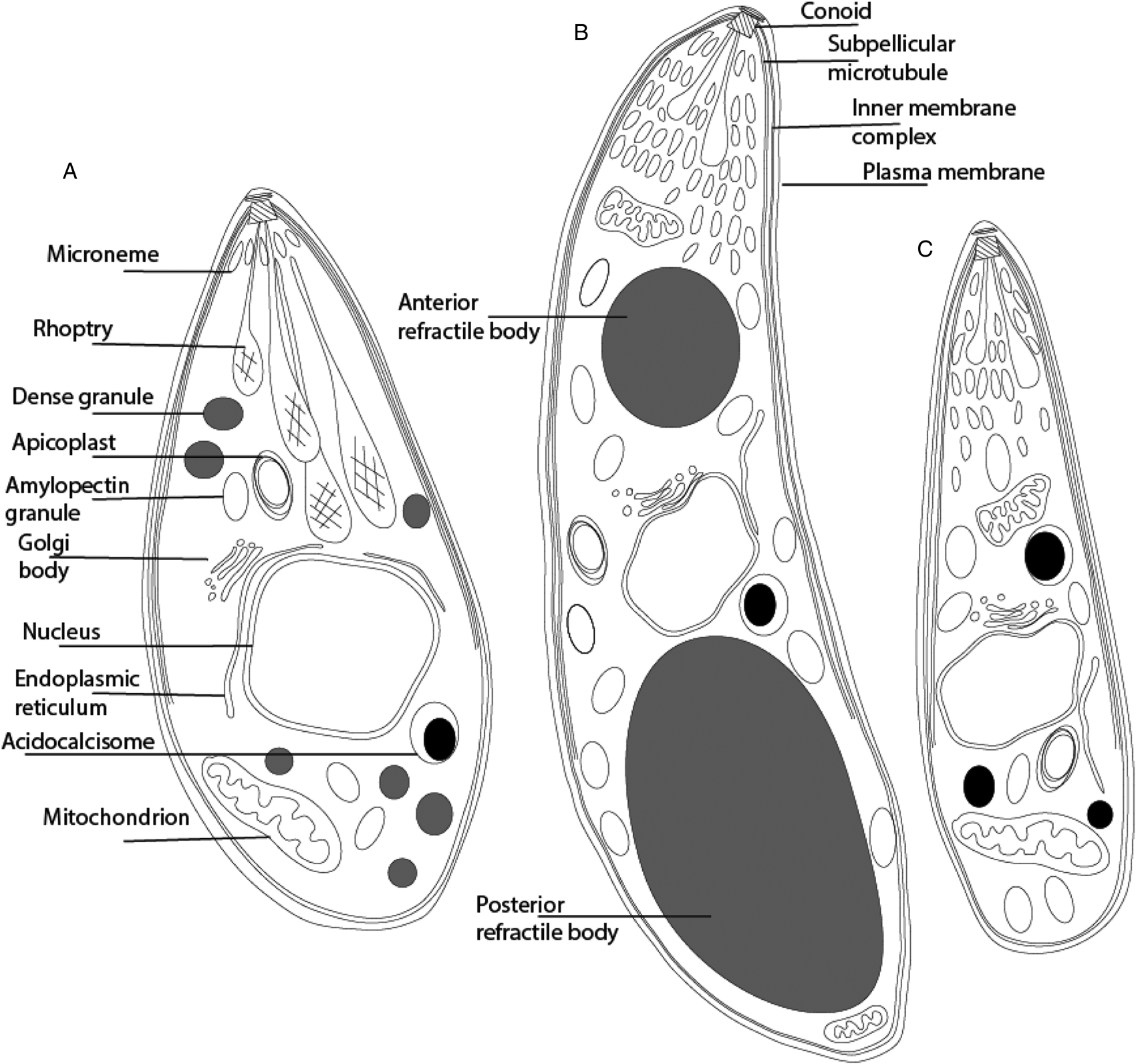 Life cycle stages, specific organelles and invasion mechanisms of ...